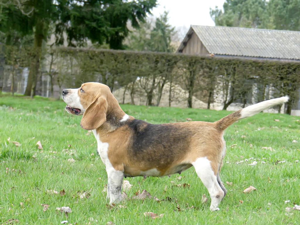 Les Beagle de l'affixe Des Rives Du Lathan
