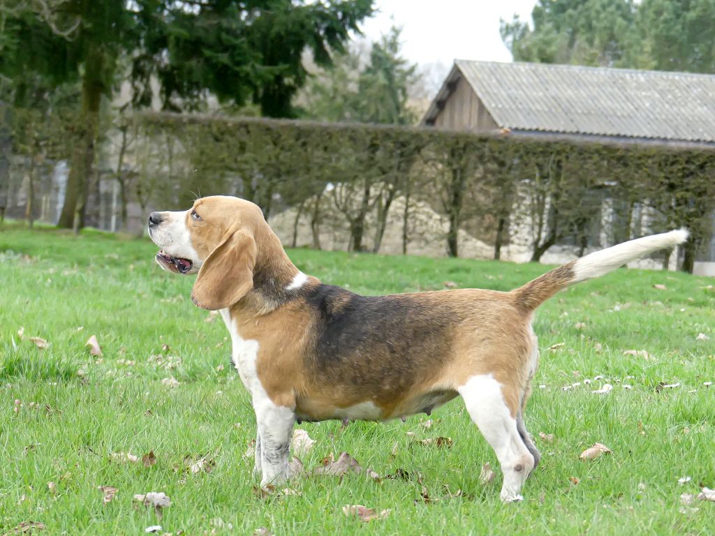 Pouka des jardins de colombe