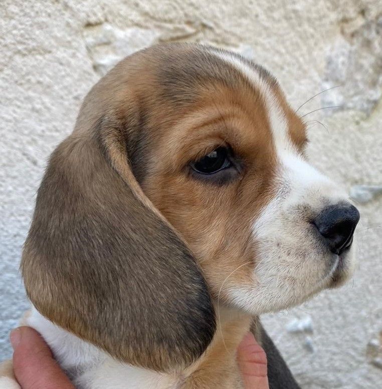 Chiots nés à l'élevage