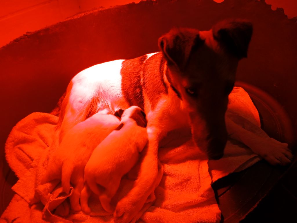 Des Rives Du Lathan - Fox Terrier Poil lisse - Portée née le 24/02/2025