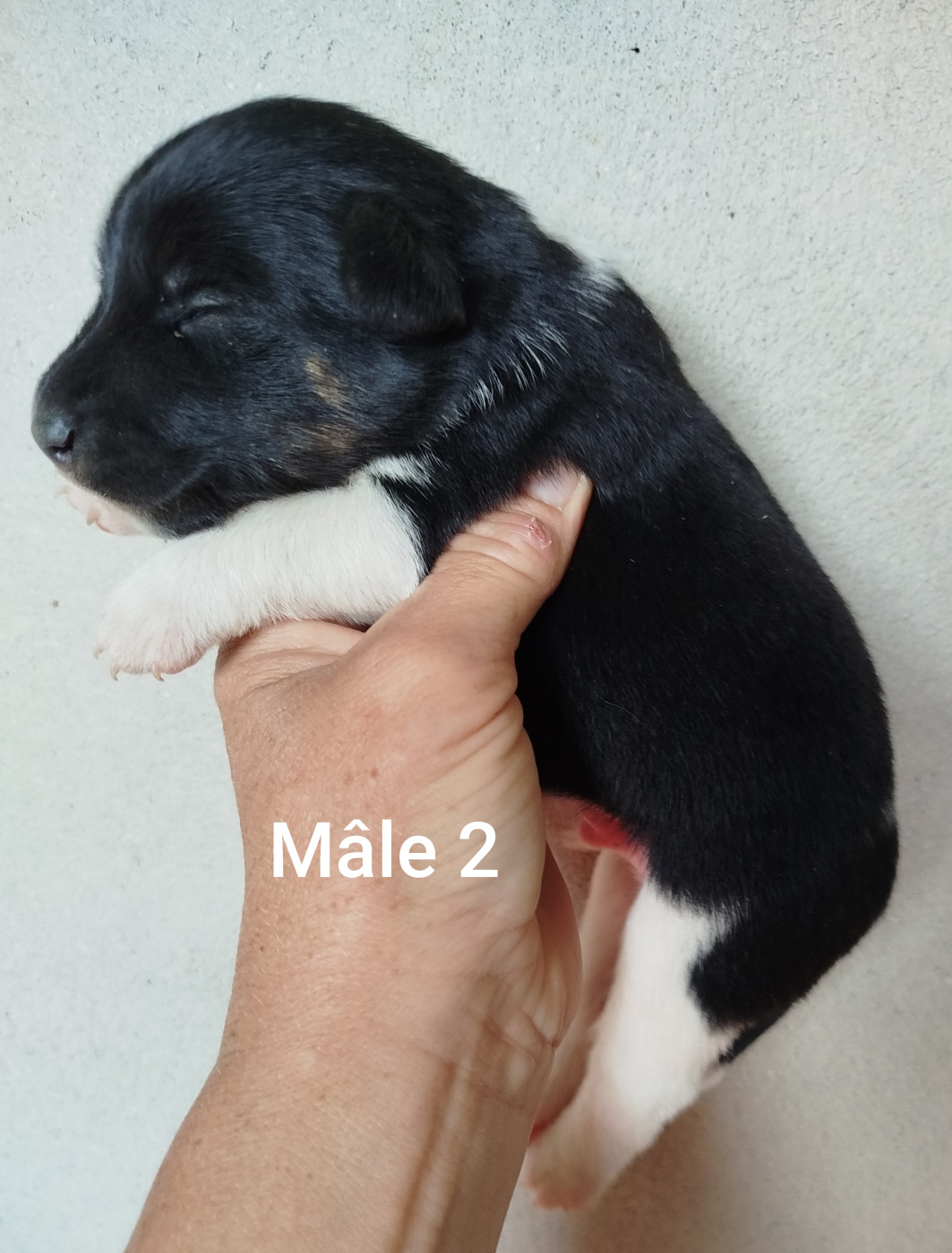 Des Rives Du Lathan - Chiots disponibles - Fox Terrier Poil lisse