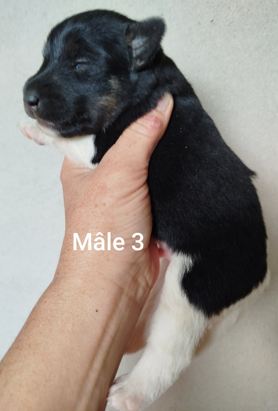 Des Rives Du Lathan - Chiots disponibles - Fox Terrier Poil lisse