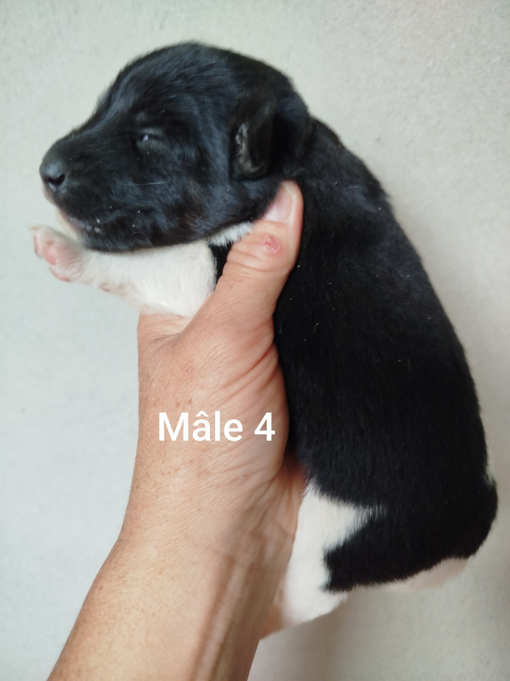 Des Rives Du Lathan - Chiots disponibles - Fox Terrier Poil lisse