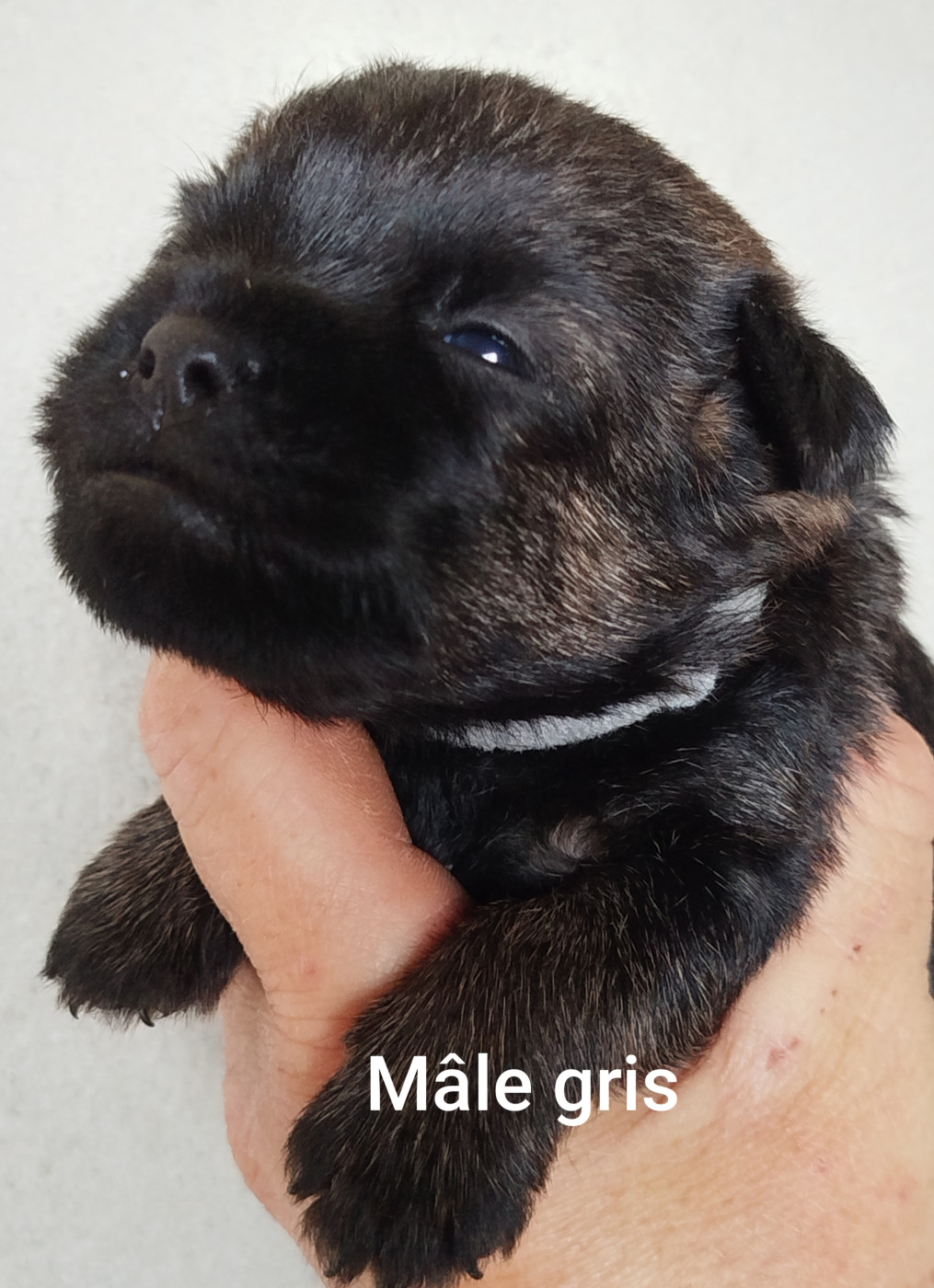 Des Rives Du Lathan - Chiots disponibles - Border Terrier