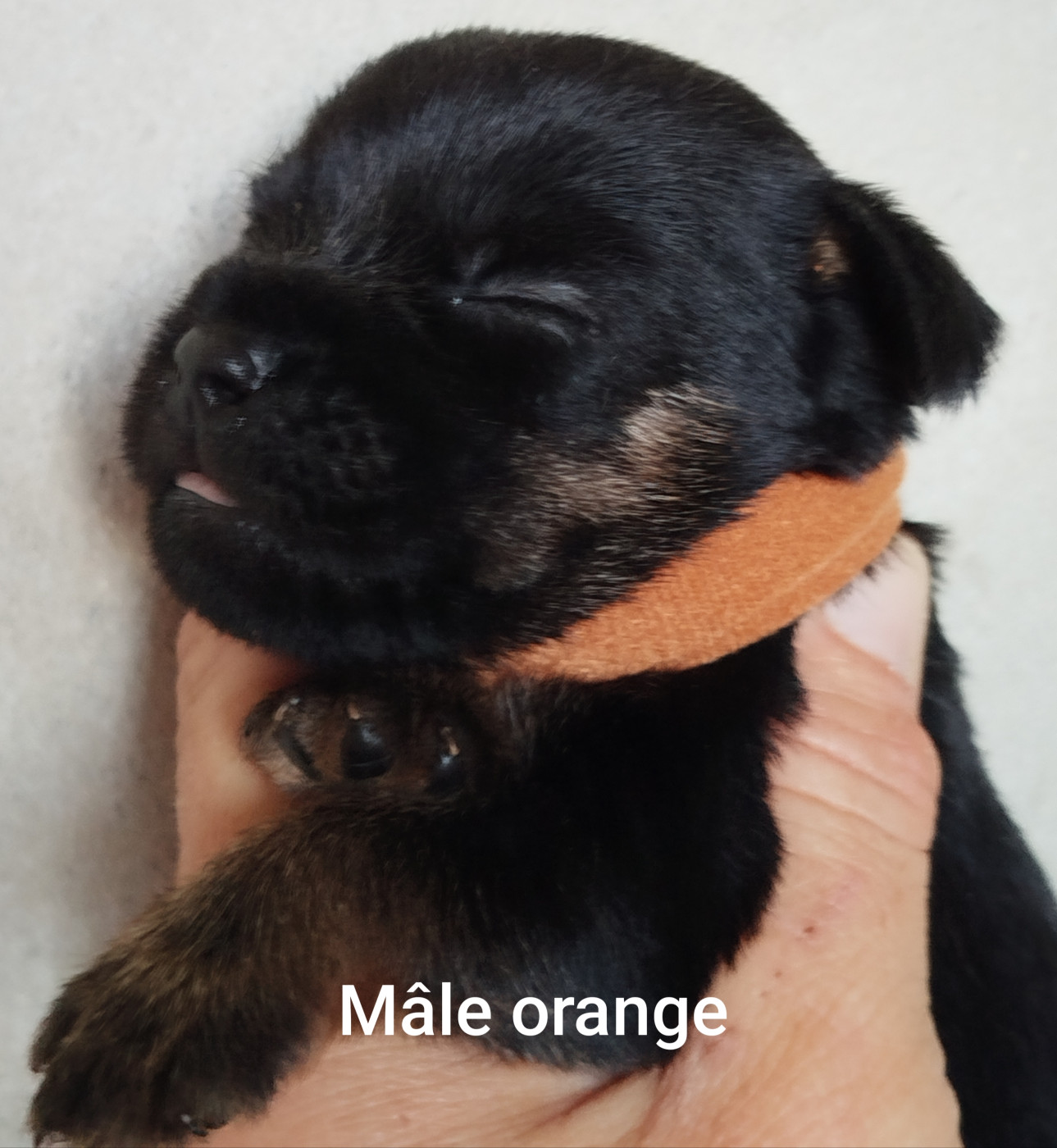 Des Rives Du Lathan - Chiots disponibles - Border Terrier
