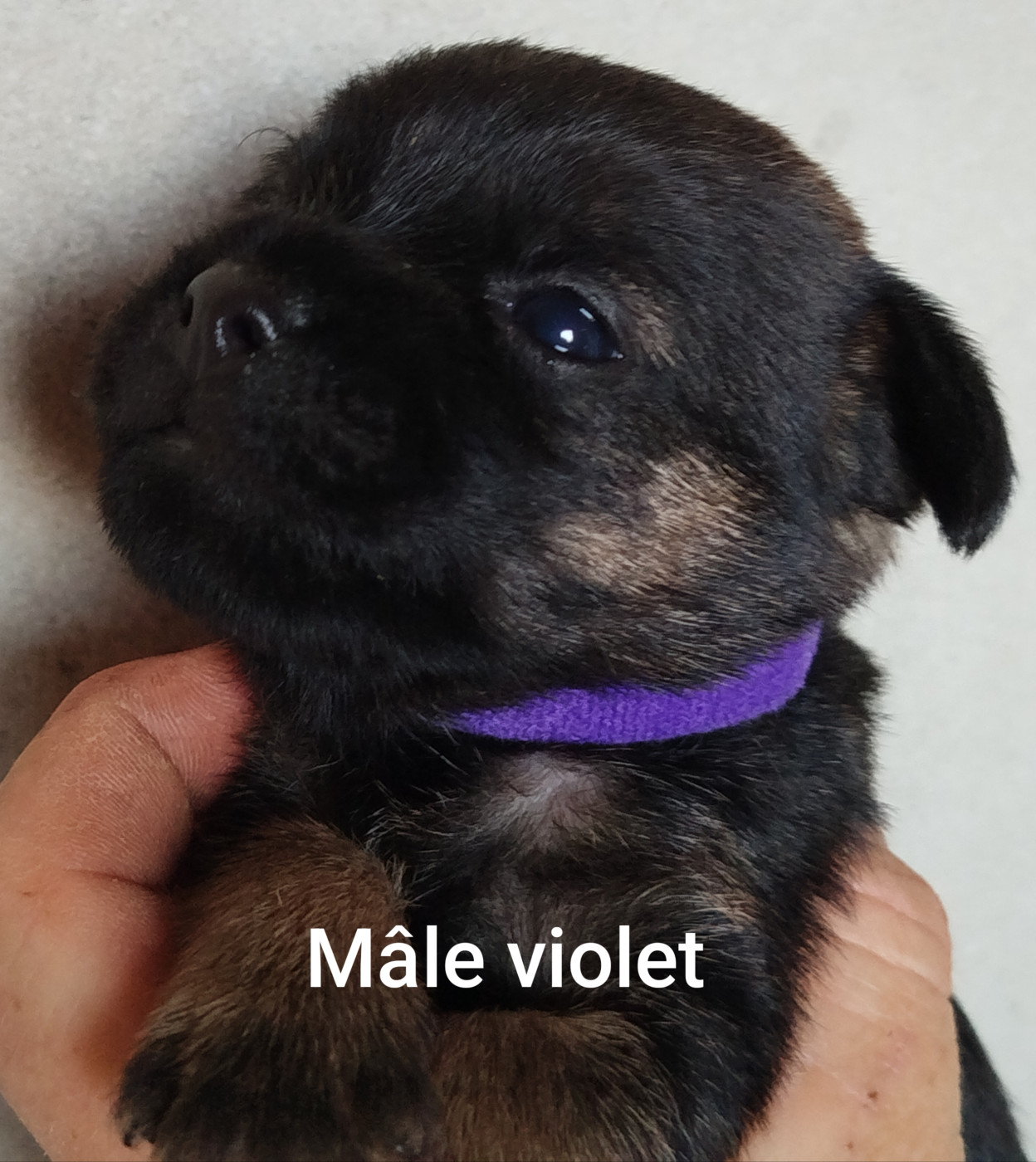 Des Rives Du Lathan - Chiots disponibles - Border Terrier