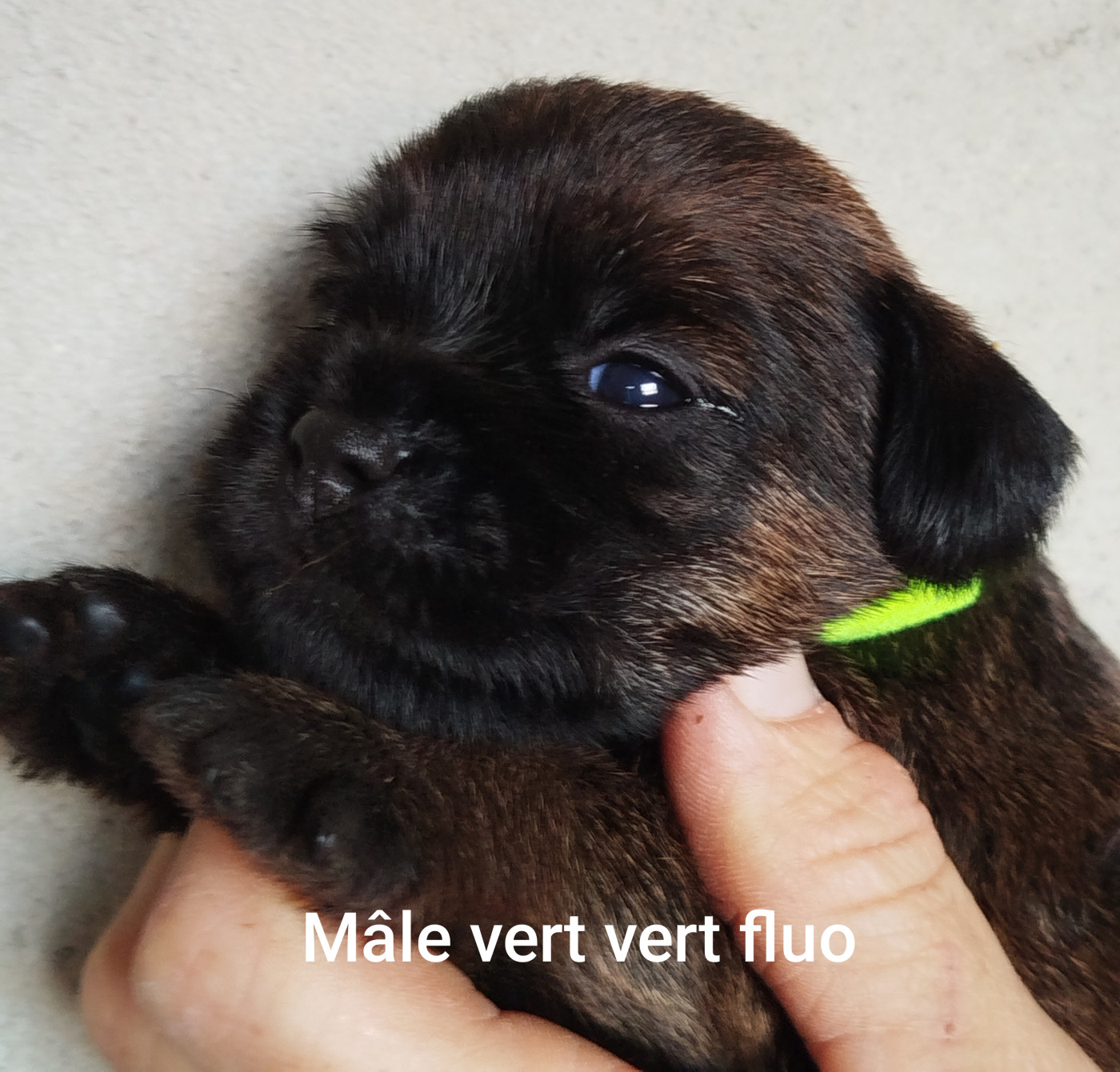 Des Rives Du Lathan - Chiots disponibles - Border Terrier