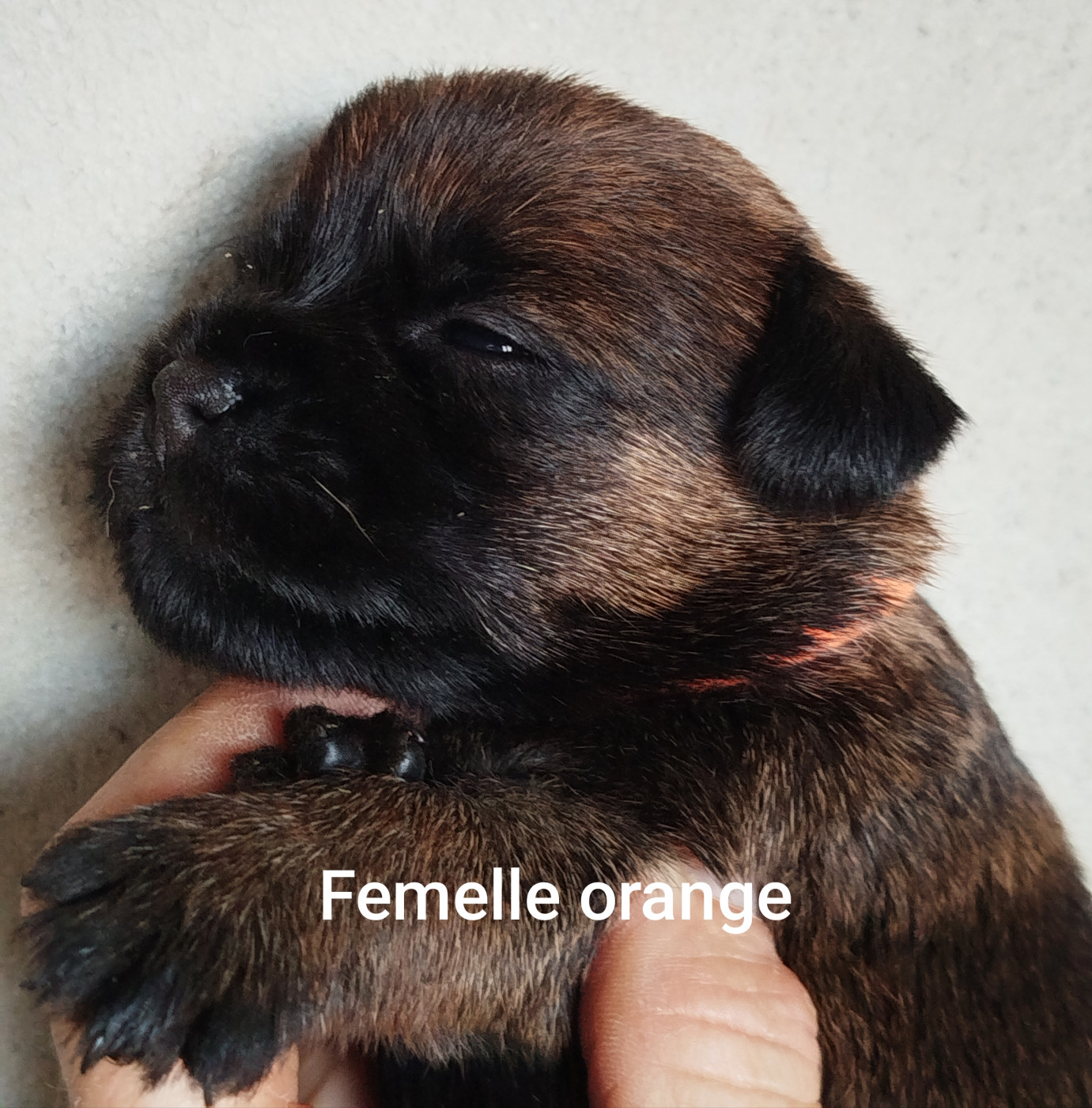 Des Rives Du Lathan - Chiots disponibles - Border Terrier