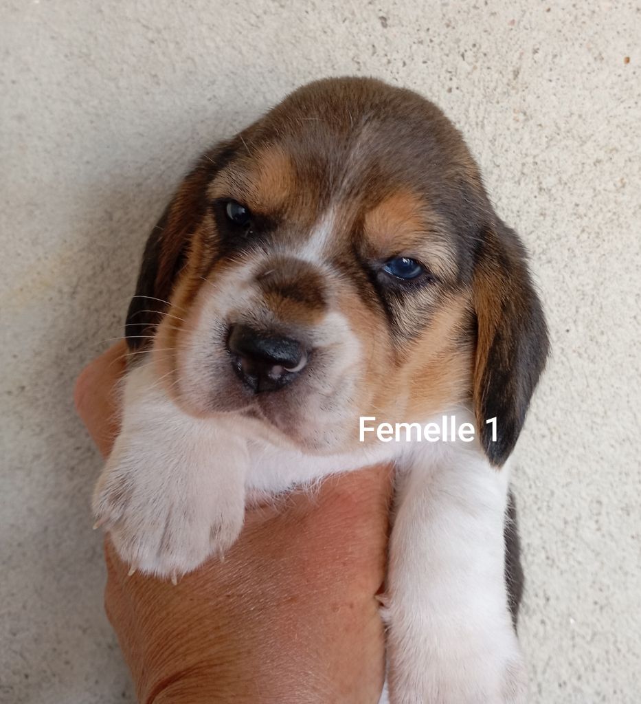 Des Rives Du Lathan - Chiots disponibles - Beagle