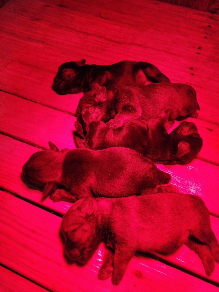 Chiot Border Terrier Des Rives Du Lathan