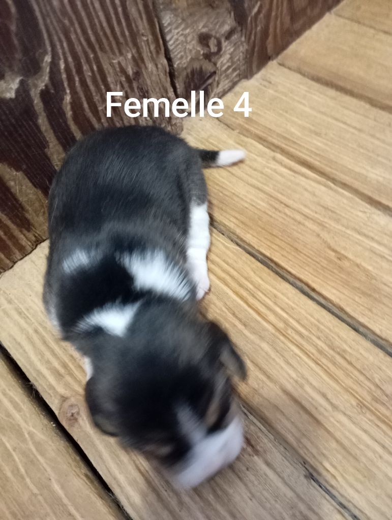 Des Rives Du Lathan - Chiots disponibles - Beagle