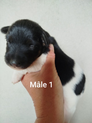 Mâle 1