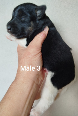 Mâle 3