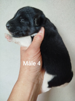 Mâle 4