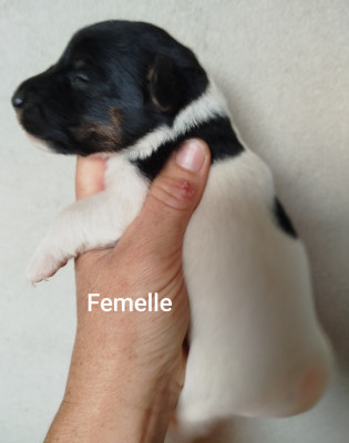 Femelle