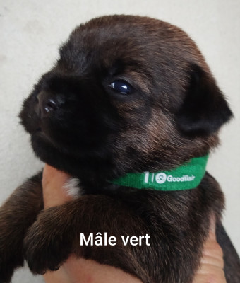 Mâle vert