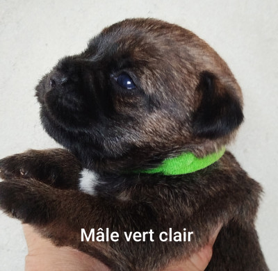 Mâle vert clair