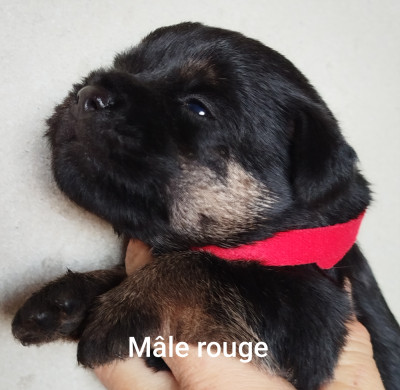 Mâle rouge