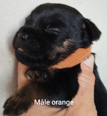 Mâle orange
