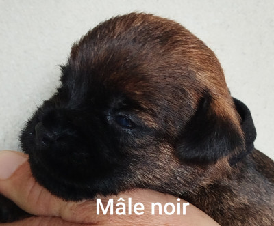 Mâle noir
