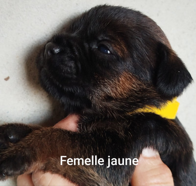Femelle jaune
