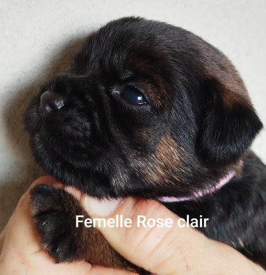 Femelle Rose clair