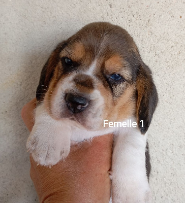 CHIOT 4