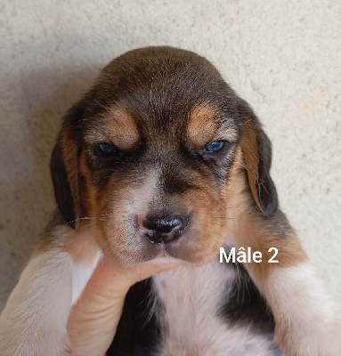 CHIOT 2