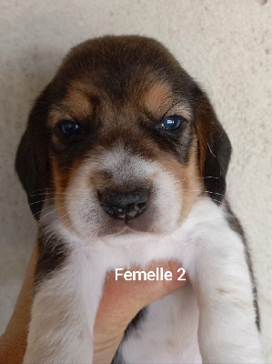 CHIOT 5