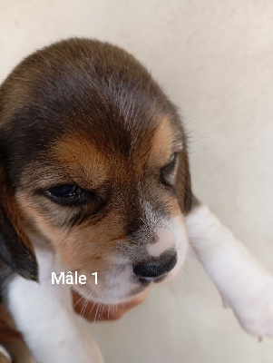 CHIOT 1