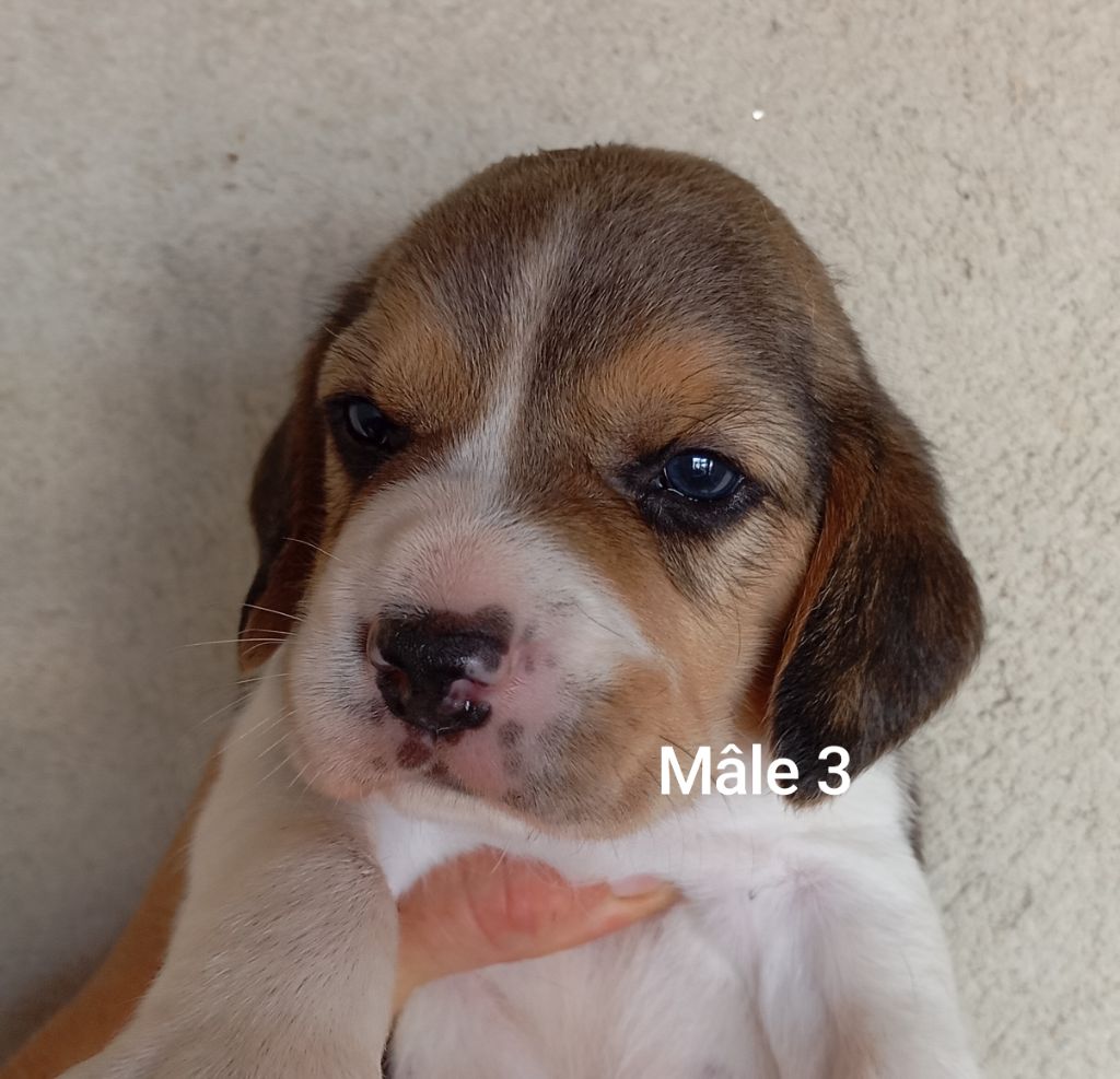 Des Rives Du Lathan - Chiots disponibles - Beagle