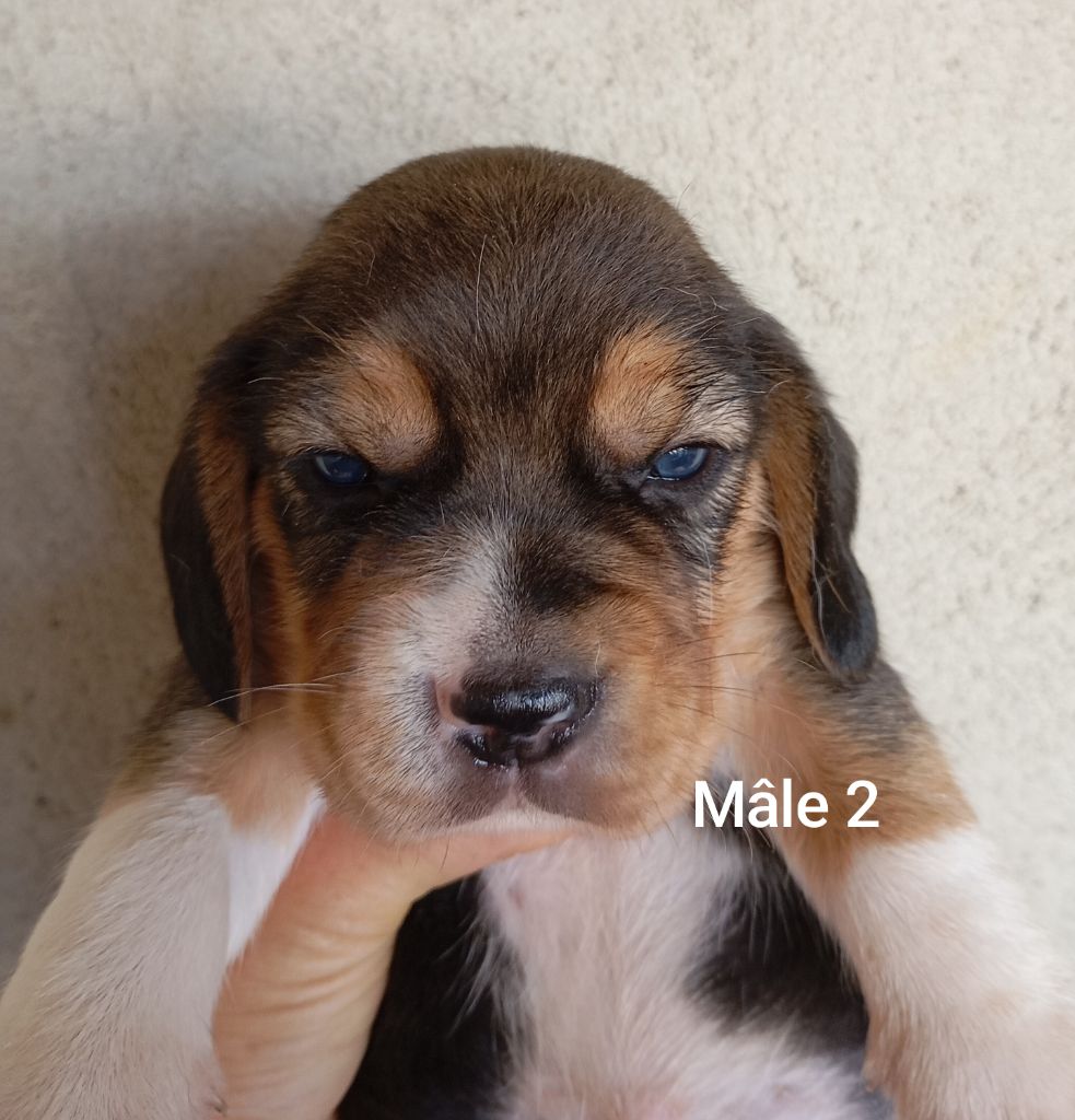 Des Rives Du Lathan - Chiots disponibles - Beagle