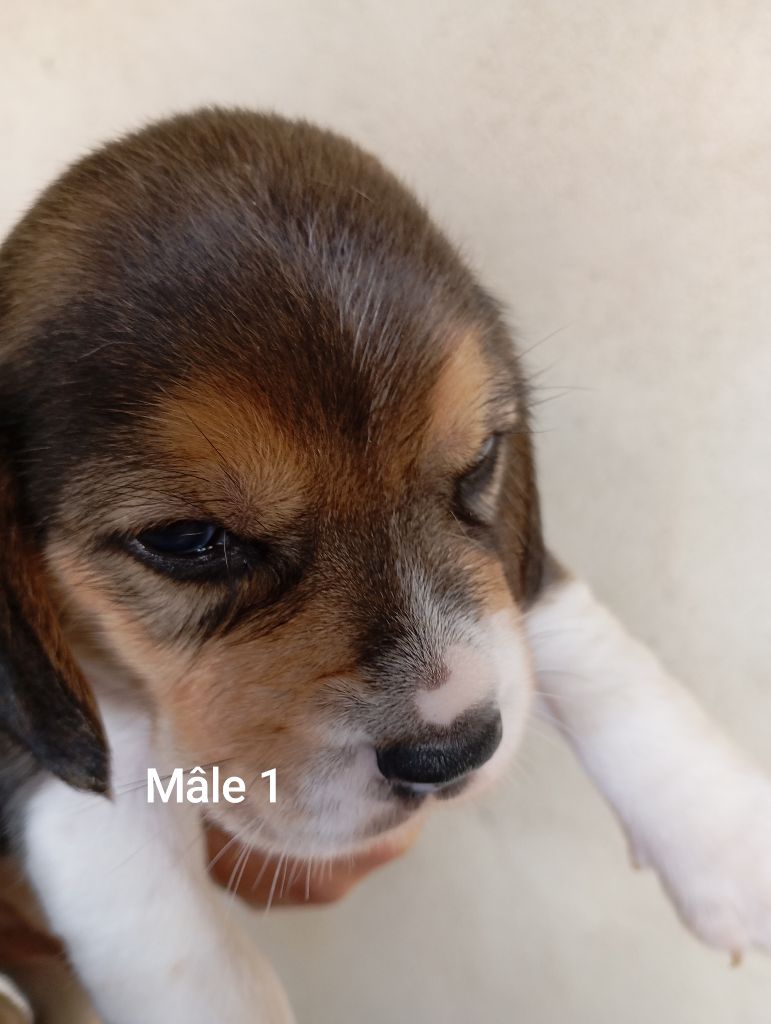 Des Rives Du Lathan - Chiots disponibles - Beagle